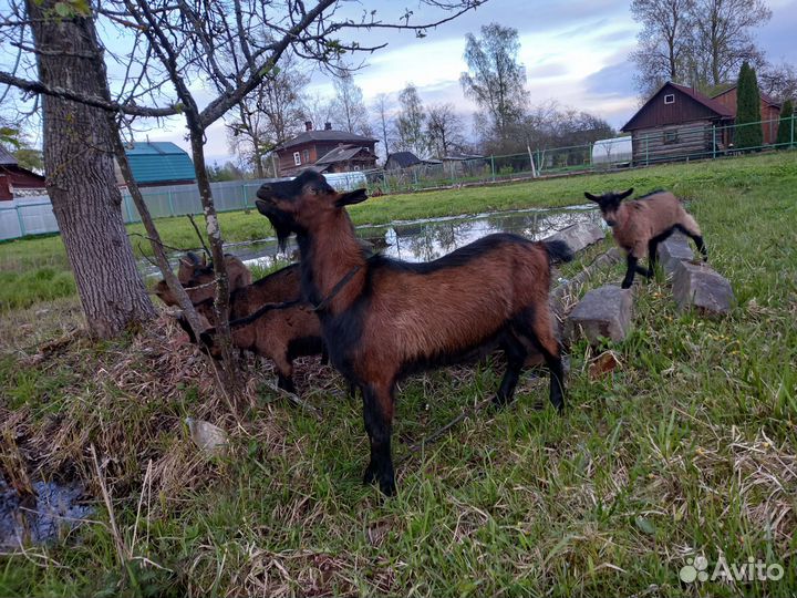 Козел альпийский