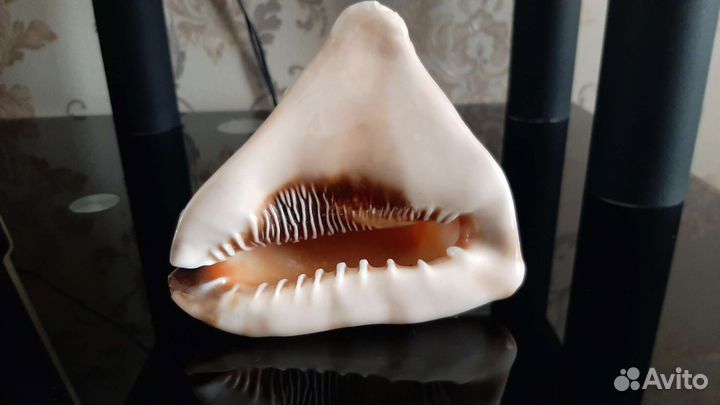 Раковина морская