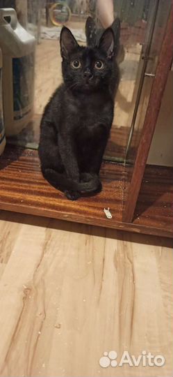 Малыш Лукас ищет дом