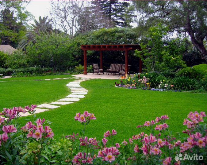 Семена газонной травы