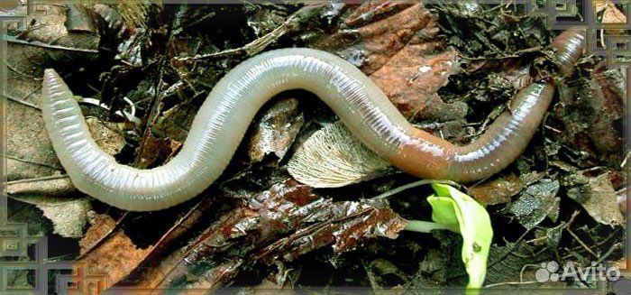 Червь опарыш