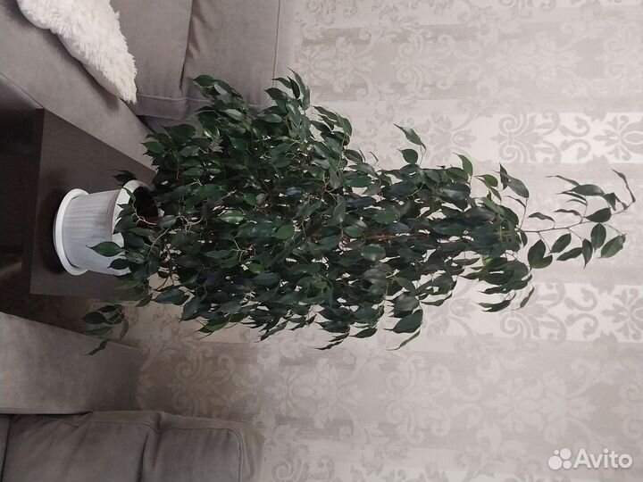 Фикус бенджамина