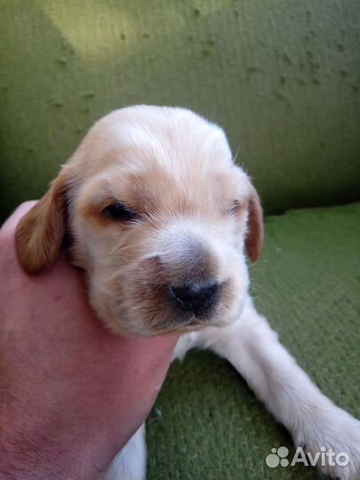 Кокер спаниель