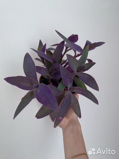 Традесканция фиолетовая (пурпурное сердце)