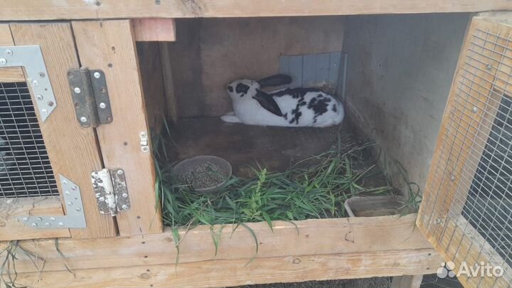 Вязка кроликов