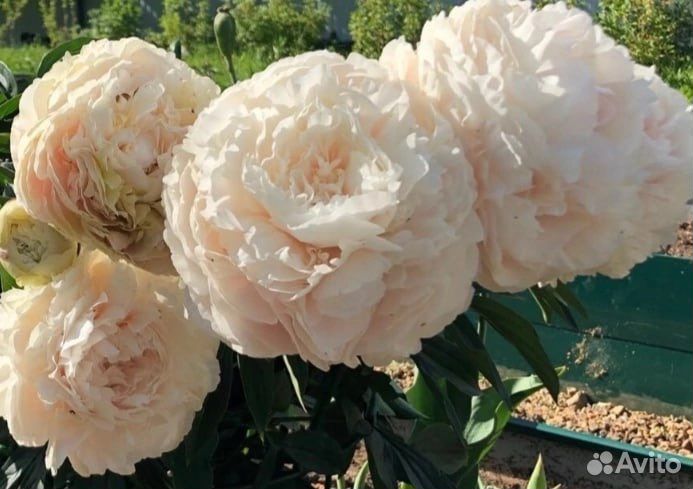 Пионы сортовые саженцы