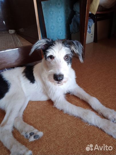 Липси ищет дом