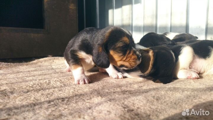 Щенки бигля