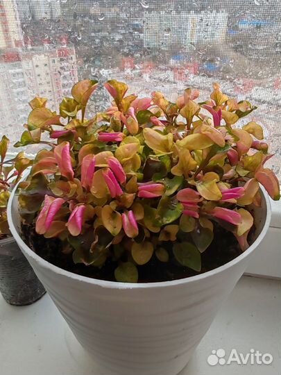 Альтернатера