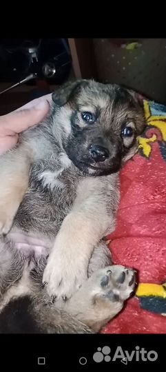 Собака в добрые руки щенок