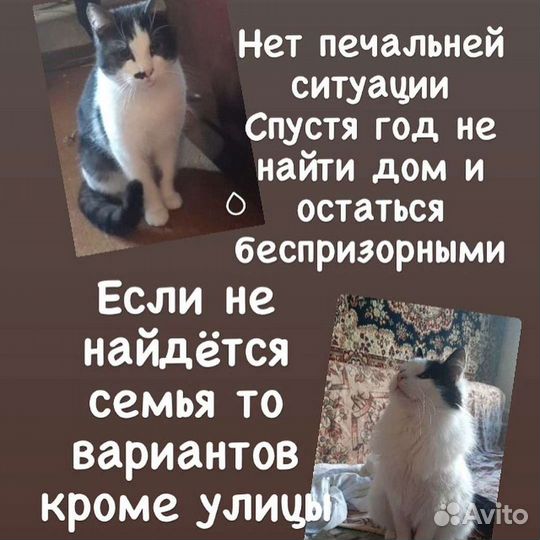 Кот в добрые руки