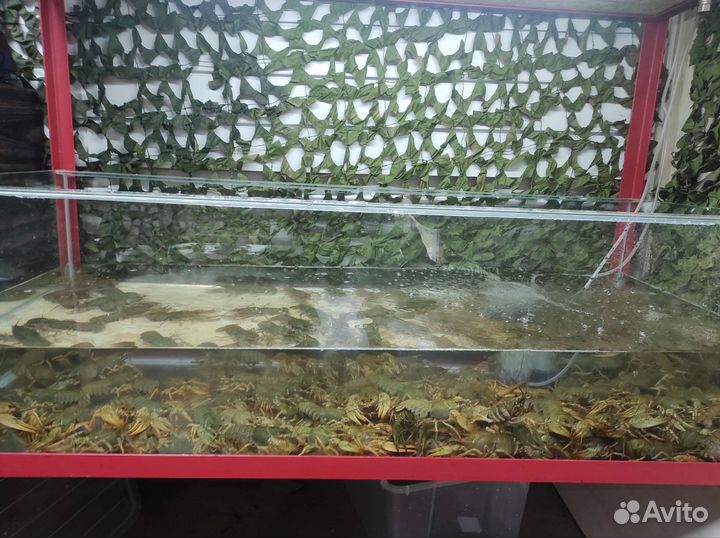 Рыба вяленая, раки живые