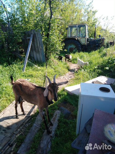 Коза дойная