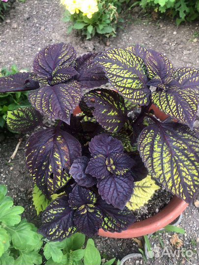 Колеусы сортовые