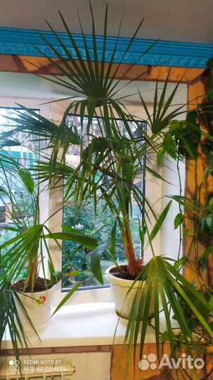 Трахикарпус форчуна