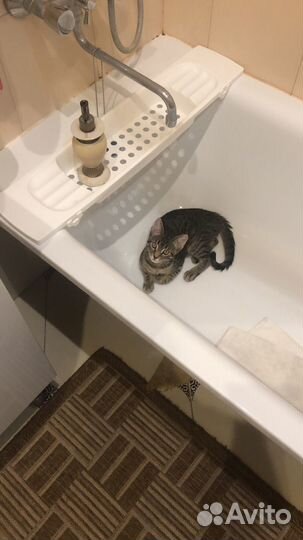 Отдам даром бесплатно в добрые руки