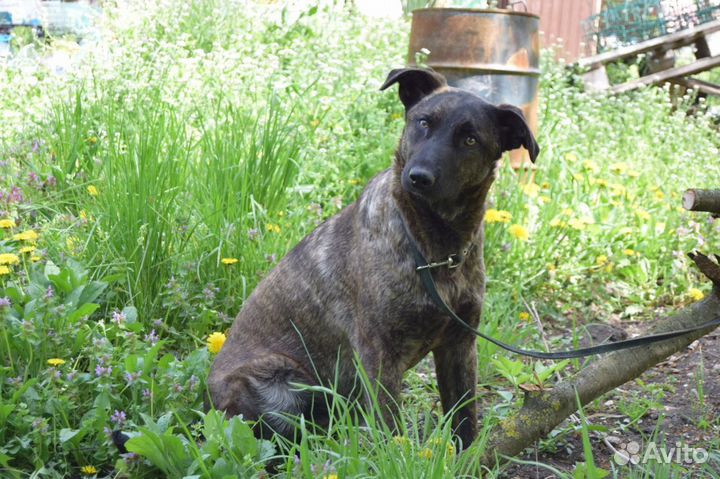 Собака Лора