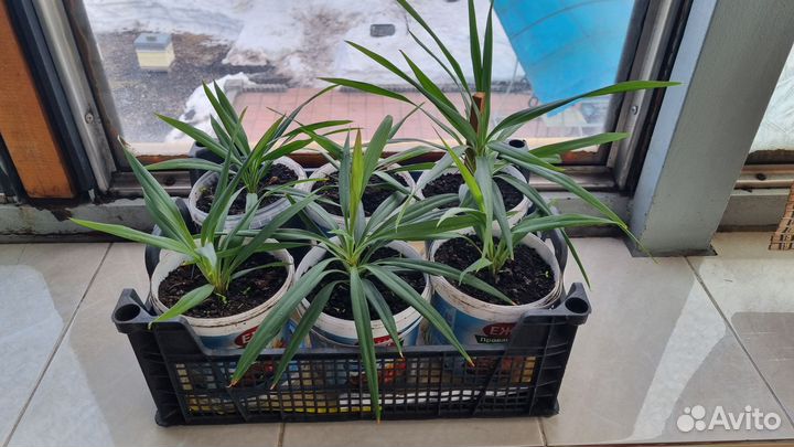 Пальма драцена