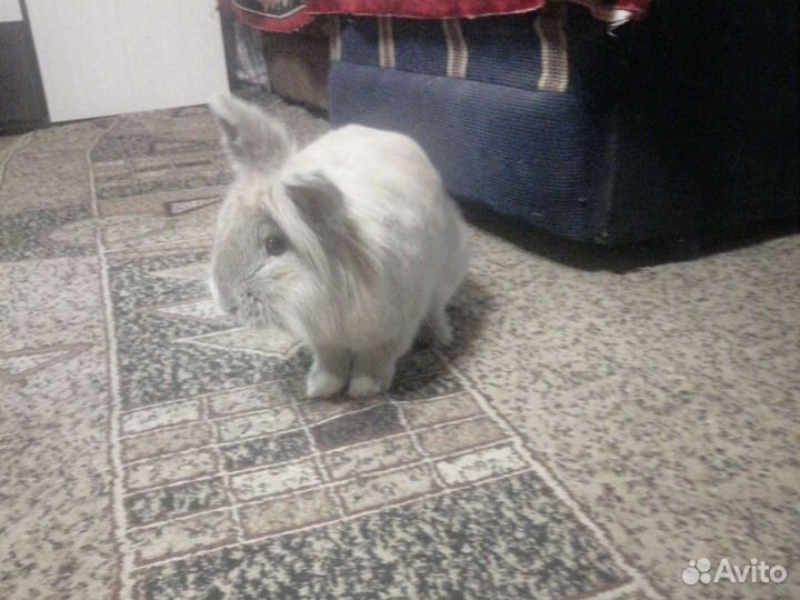 Вязка кролик