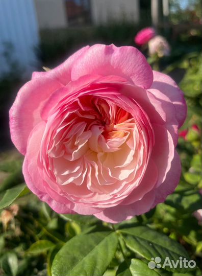 Саженцы роз