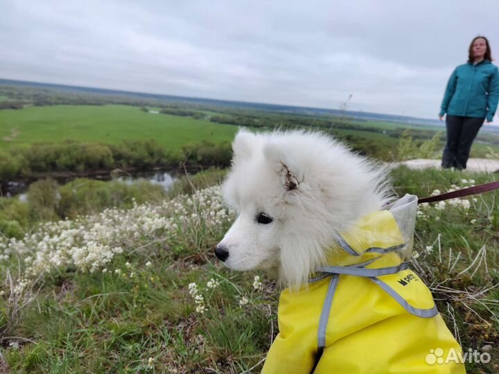 Дождевик для собак