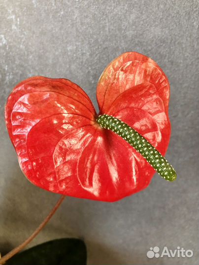 Антуриум Андре (Anthrium andraéanum)