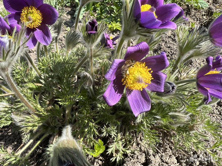 Семена прострела, сон-трава