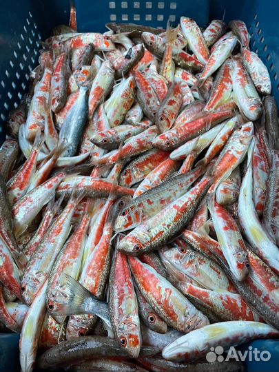 Свежая рыба