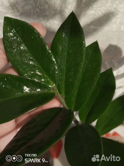 Замиокулькас