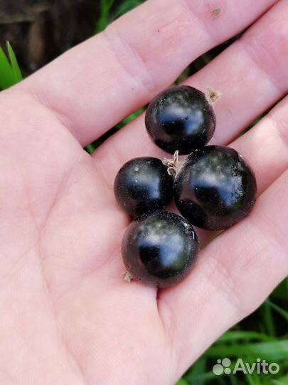 Смородина чёрная 