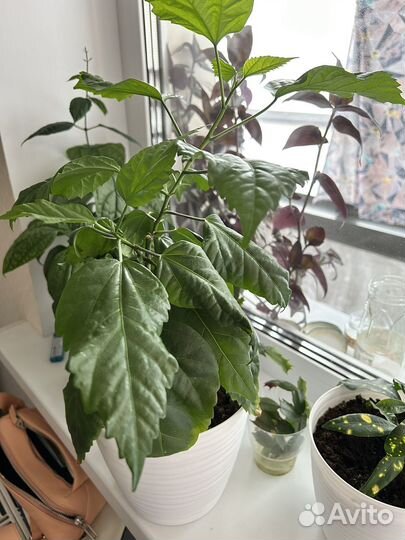 Гибискус китайская роза