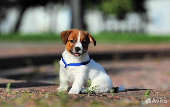 Джек рассел терьер гладкошерстный кобель