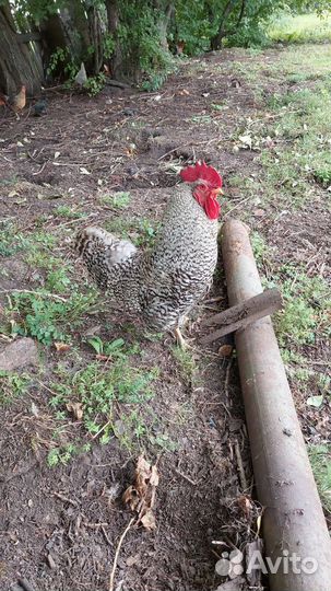 Петух Амрокс