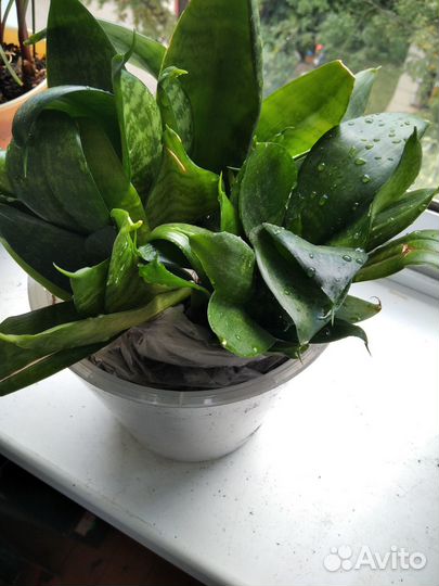 Сансевиерия (тещин язык) отдам