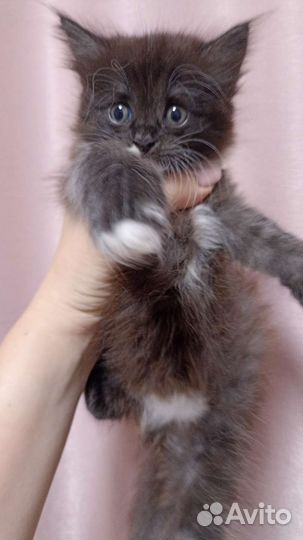 Кошка в дар