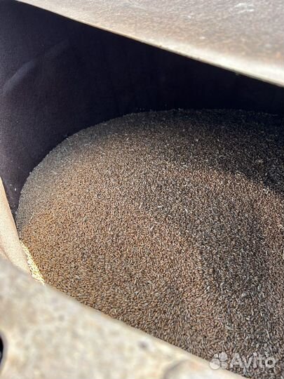 Ячмень, пшеница