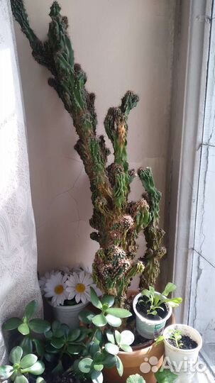 Кактус цериус перуанский 20 летний