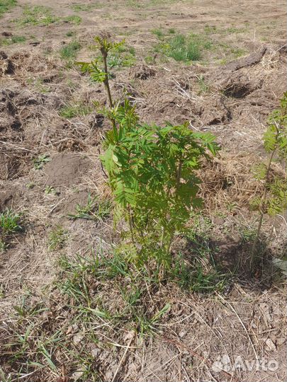 Рябина обыкновенная