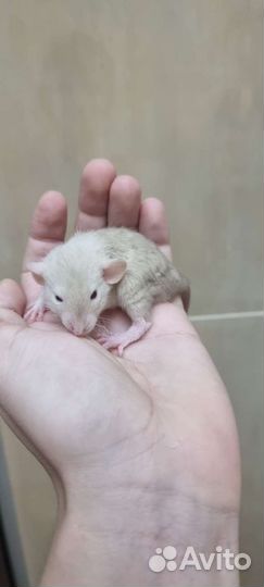 Крысята крыса дамбо вельветин рекс
