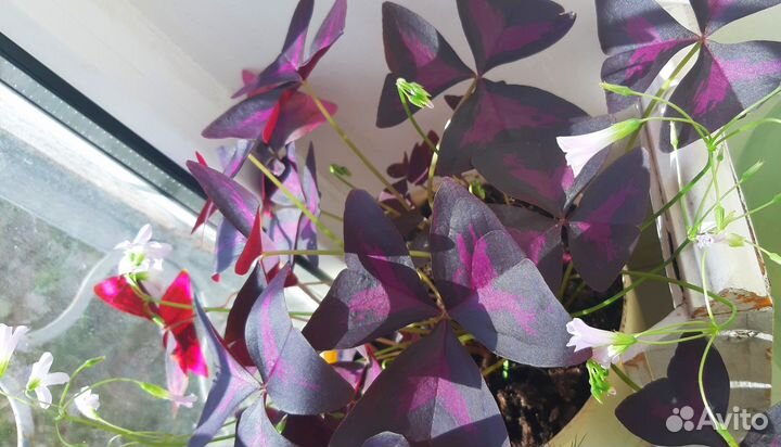 Оксалис Кислица цветущий