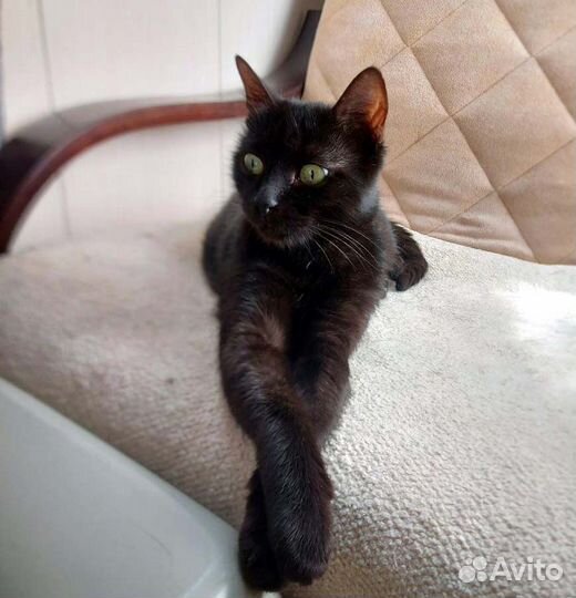 Молодая зеленоглазая кошечка в добрые руки