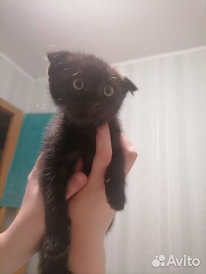 Шотландская