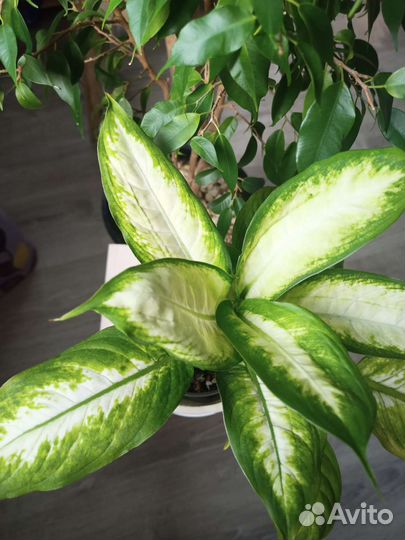 Диффенбахия камилла