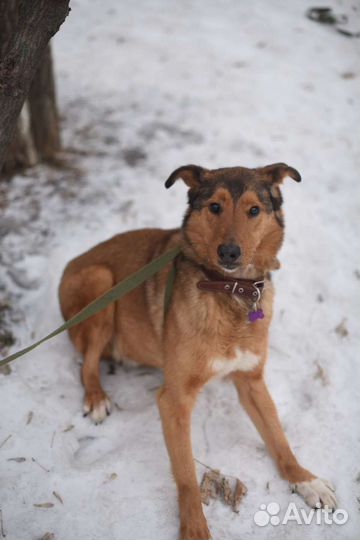 Собака в добрые руки