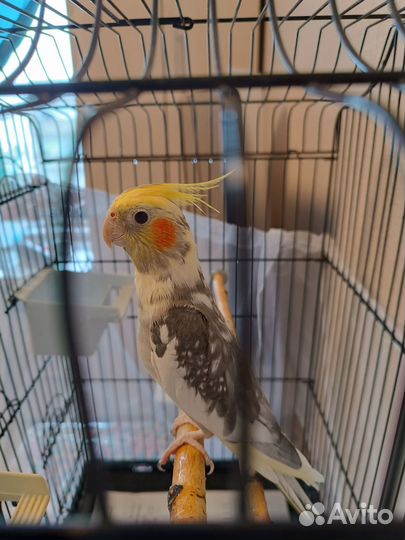 Попугай корелла с клеткой и кормом