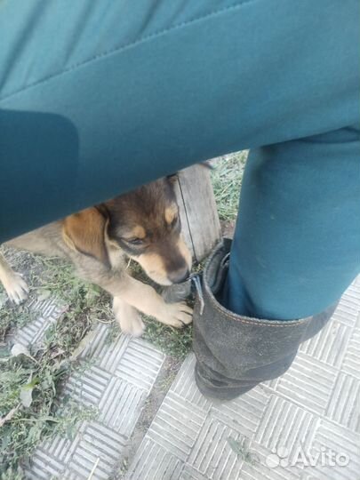 Собака в добрые руки щенок мальчик