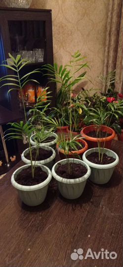 Пальма хамедорея