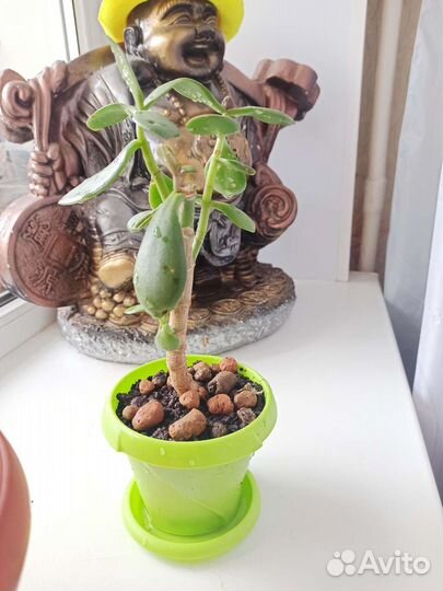 Толстянка (денежное дерево)