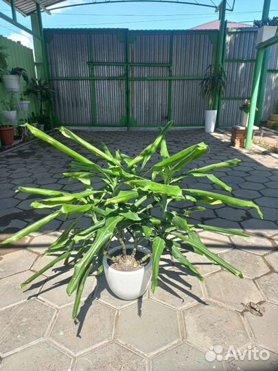 Пальма драцена