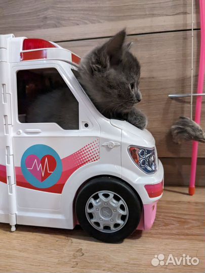 Котенок голубой, мальчик